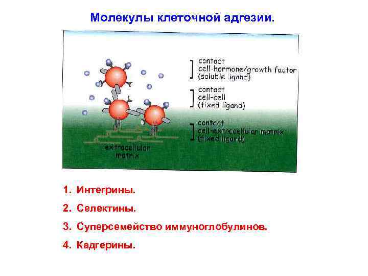 Роль молекул. Молекулы межклеточной адгезии иммунология. Молекулы адгезии селектины интегрины. Молекулы адгезии группы роль на разных этапах адгезии лейкоцитов. Роль молекул адгезии.