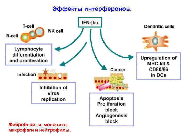 Эффекты интерферонов. Фибробласты, моноциты, макрофаги и нейтрофилы. 