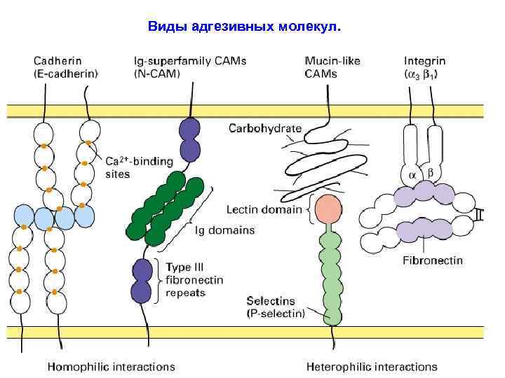 Виды адгезивных молекул. 
