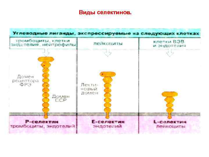 Виды селектинов. 