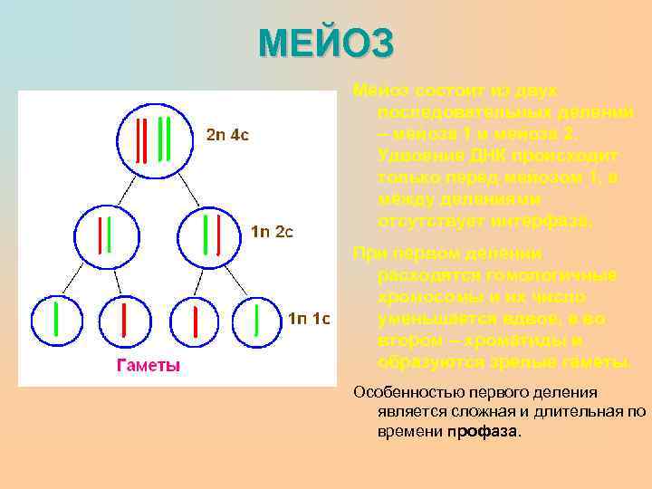 МЕЙОЗ Мейоз состоит из двух последовательных делений – мейоза 1 и мейоза 2. Удвоение
