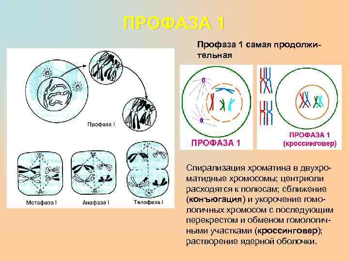 ПРОФАЗА 1 Профаза 1 самая продолжительная Спирализация хроматина в двухроматидные хромосомы; центриоли расходятся к