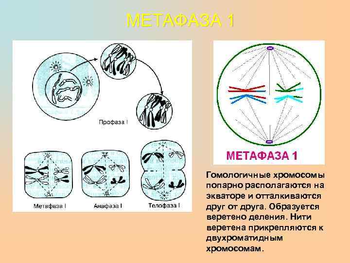 МЕТАФАЗА 1 Гомологичные хромосомы попарно располагаются на экваторе и отталкиваются друг от друга. Образуется