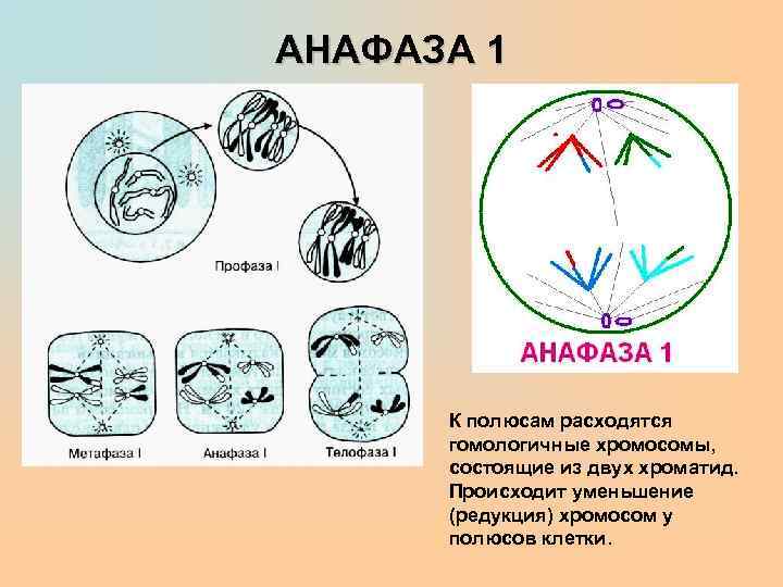 Расхождение сестринских хроматид к полюсам клетки мейоз