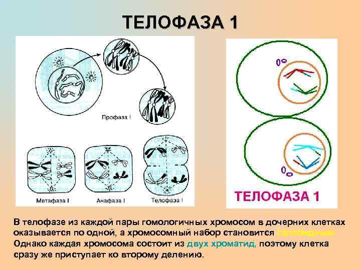 В телофазе митоза днк