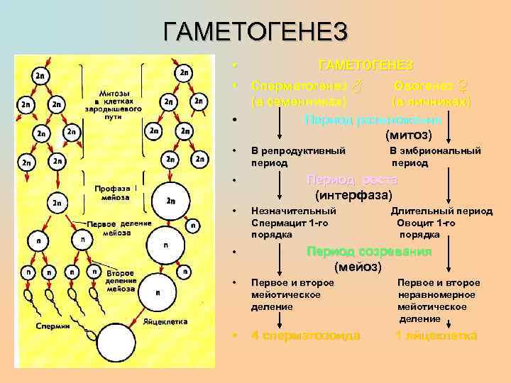 Установите последовательность этапов овогенеза образование ооцитов. Таблица гаметогенез сперматогенез овогенез. Гаметогенез студариум. Гаметогенез сперматогенез овогенез. Овогенез схема ЕГЭ.