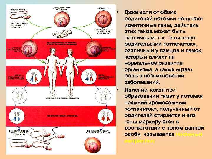  • • Даже если от обоих родителей потомки получают идентичные гены, действие этих