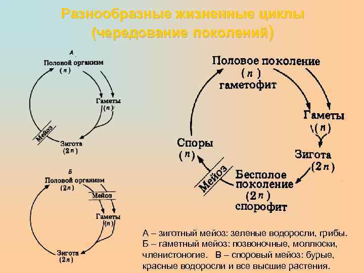 Цикл мейоза. Зиготный мейоз. Мейоз в жизненном цикле организмов. Мейоз зиготный гаметный споровый. Мейоз у растений.