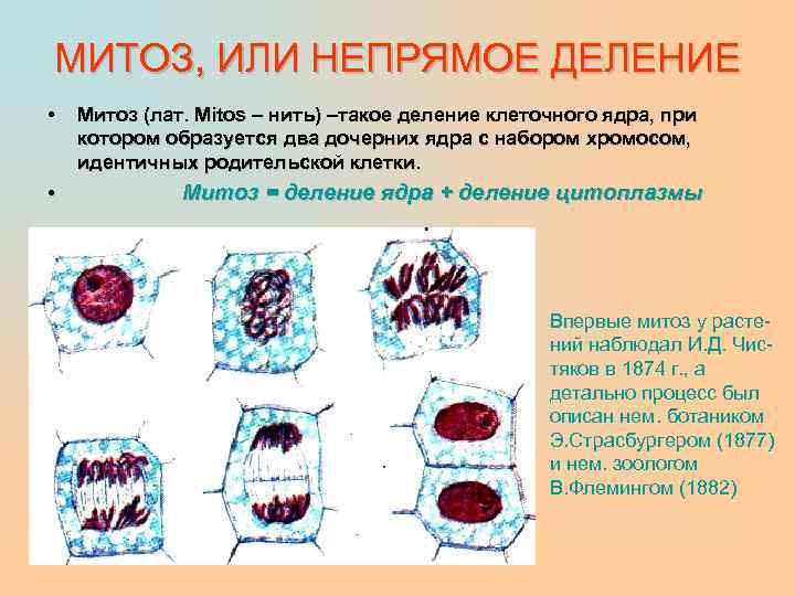 МИТОЗ, ИЛИ НЕПРЯМОЕ ДЕЛЕНИЕ • Митоз (лат. Mitos – нить) –такое деление клеточного ядра,