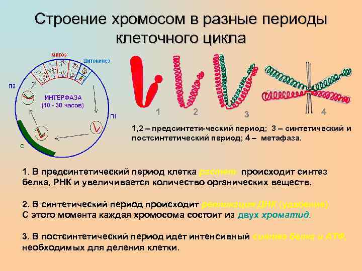 В какой период клеточного цикла удваивается днк. Строение хромосом в разные периоды клеточного цикла. Строение клетки хромосомы. Динамика структуры хромосом в клеточном цикле.