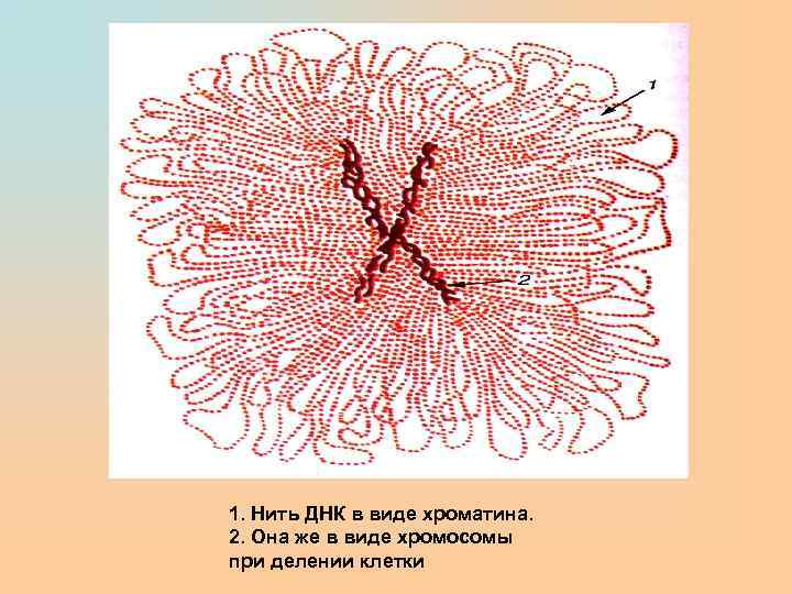 1. Нить ДНК в виде хроматина. 2. Она же в виде хромосомы при делении