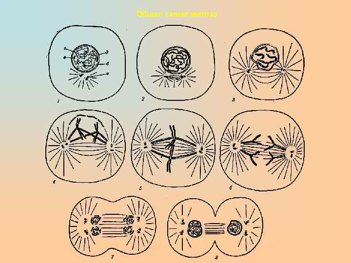 Общая схема митоза 
