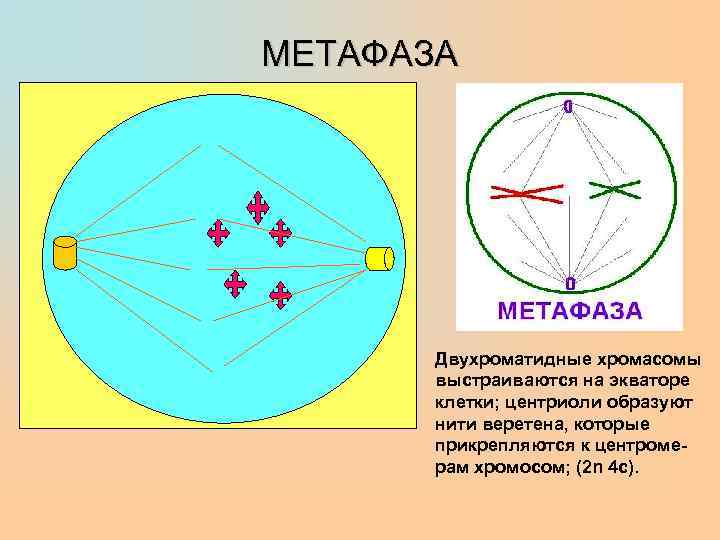 МЕТАФАЗА Двухроматидные хромасомы выстраиваются на экваторе клетки; центриоли образуют нити веретена, которые прикрепляются к
