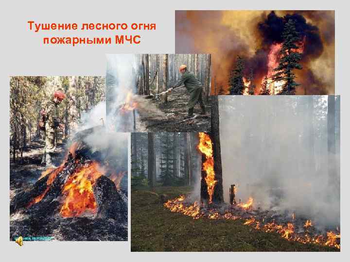 Тушение лесного огня пожарными МЧС 