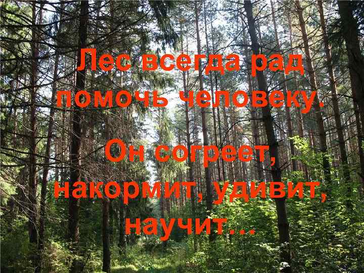 Лес всегда рад помочь человеку. Он согреет, накормит, удивит, научит… 