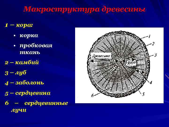 Сердцевина 4 буквы. Строение древесины макроструктура. Сердцевина древесины заболонь кора. Кора и корка. Строение ствола.