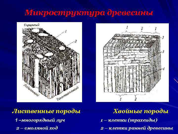 Микроструктура древесины Лиственные породы Хвойные породы 1 –многорядный луч 1 – клетки (трахеиды) 2