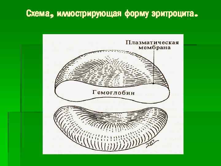 Схема, иллюстрирующая форму эритроцита. 