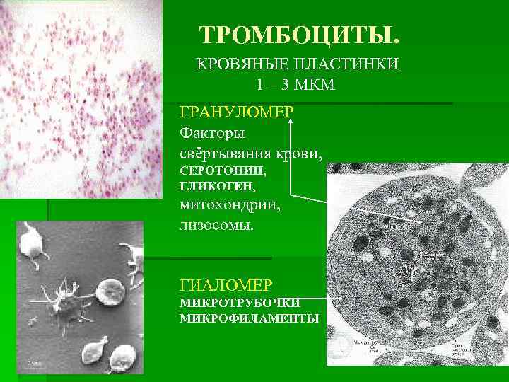 ТРОМБОЦИТЫ. КРОВЯНЫЕ ПЛАСТИНКИ 1 – 3 МКМ ГРАНУЛОМЕР Факторы свёртывания крови, СЕРОТОНИН, ГЛИКОГЕН, митохондрии,