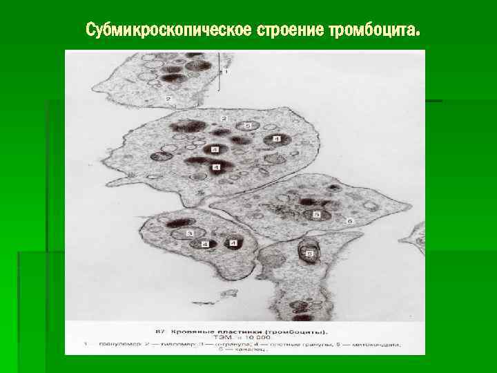 Субмикроскопическое строение тромбоцита. 
