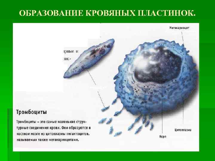 ОБРАЗОВАНИЕ КРОВЯНЫХ ПЛАСТИНОК. 