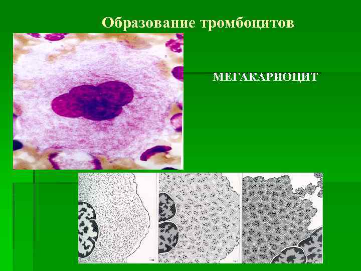 Образование тромбоцитов МЕГАКАРИОЦИТ 