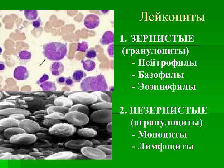 Лейкоциты 1. ЗЕРНИСТЫЕ (гранулоциты) - Нейтрофилы - Базофилы - Эозинофилы 2. НЕЗЕРНИСТЫЕ (агранулоциты) -
