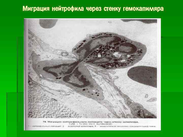 Миграция нейтрофила через стенку гемокапилляра 