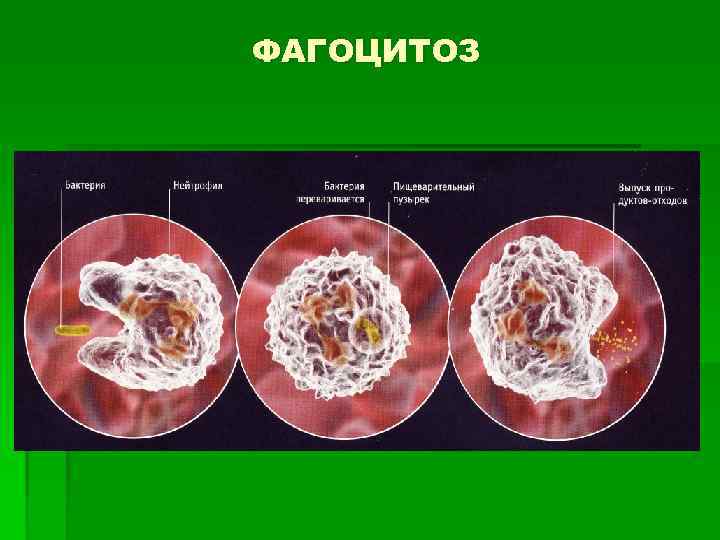 ФАГОЦИТОЗ 