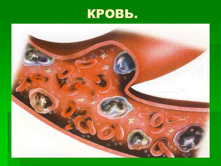 КРОВЬ. 