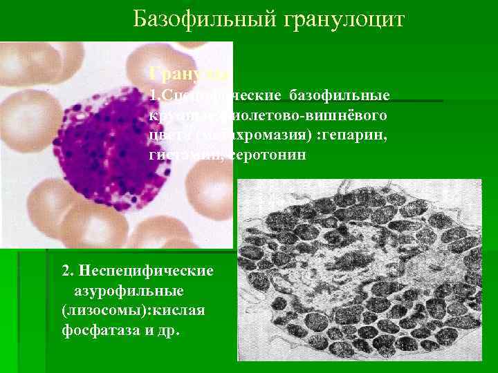 Клетка с базофильной цитоплазмой. Базофильный гранулоцит гистология. Функции базофильных гранулоцитов. Базофильный гранулоцит строение. Форма базофильных гранулоцитов.