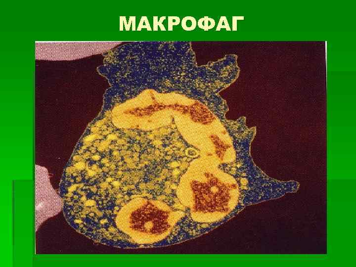 МАКРОФАГ 