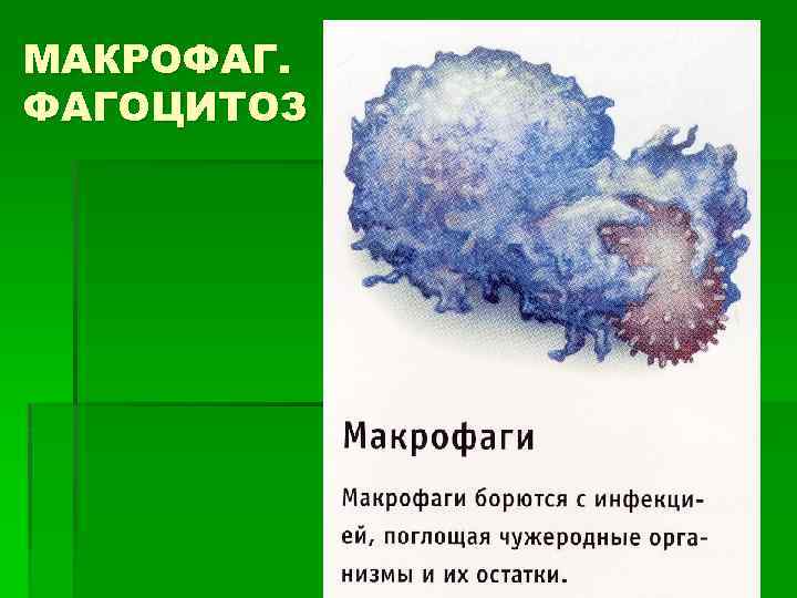 МАКРОФАГ. ФАГОЦИТОЗ 