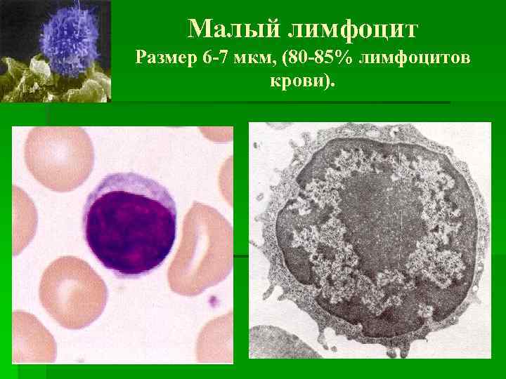 Т лимфоциты картинки