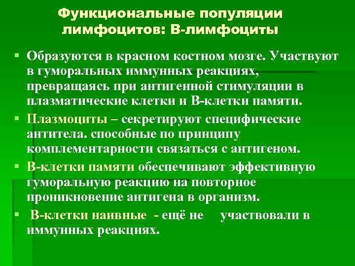 Функциональные популяции лимфоцитов: В-лимфоциты § Образуются в красном костном мозге. Участвуют в гуморальных иммунных