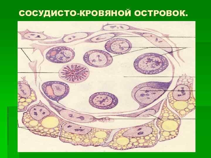 СОСУДИСТО-КРОВЯНОЙ ОСТРОВОК. 
