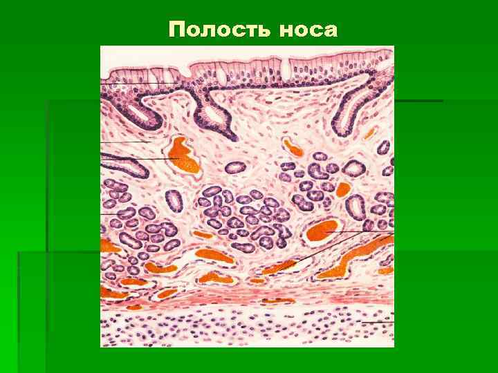Полость носа 