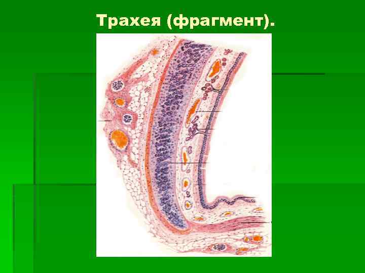 Трахея (фрагмент). 
