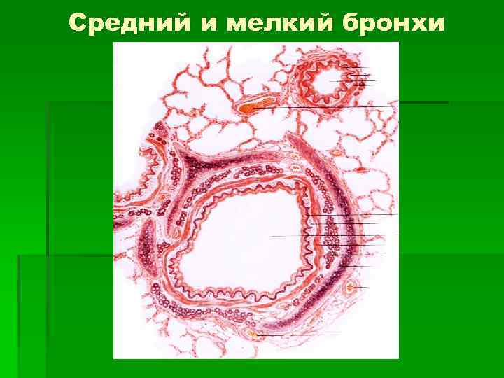 Средний и мелкий бронхи 