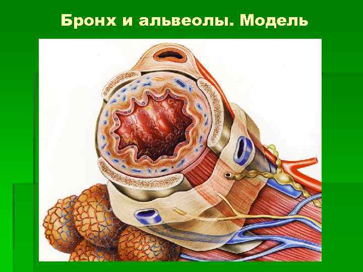 Бронх и альвеолы. Модель 