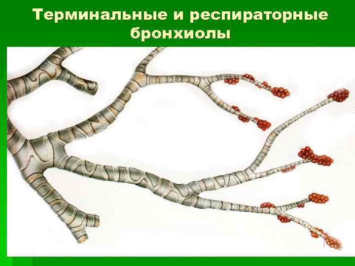 Терминальные и респираторные бронхиолы 