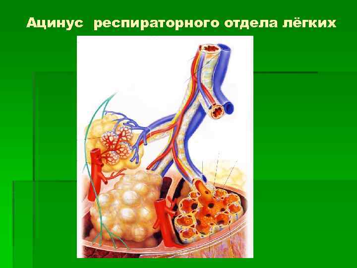Ацинус респираторного отдела лёгких 