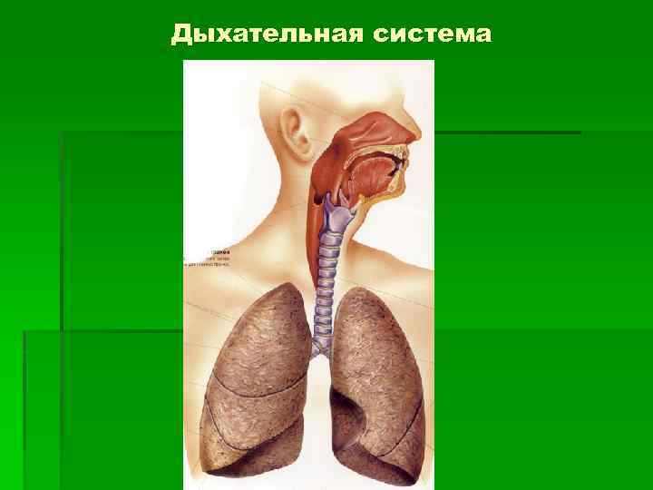 Органы дыхания лекция