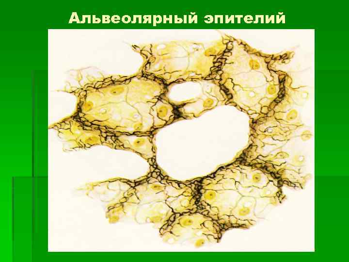 Альвеолярный эпителий 