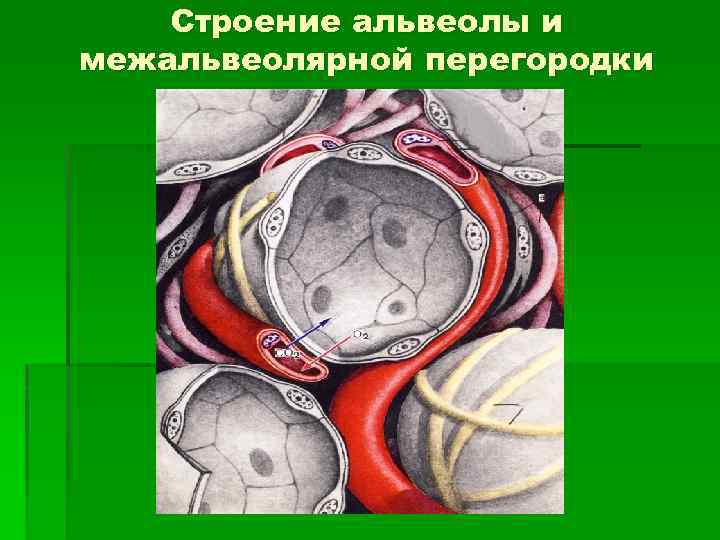 Строение альвеолы и межальвеолярной перегородки 