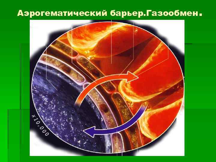 Аэрогематический барьер. Газообмен. 