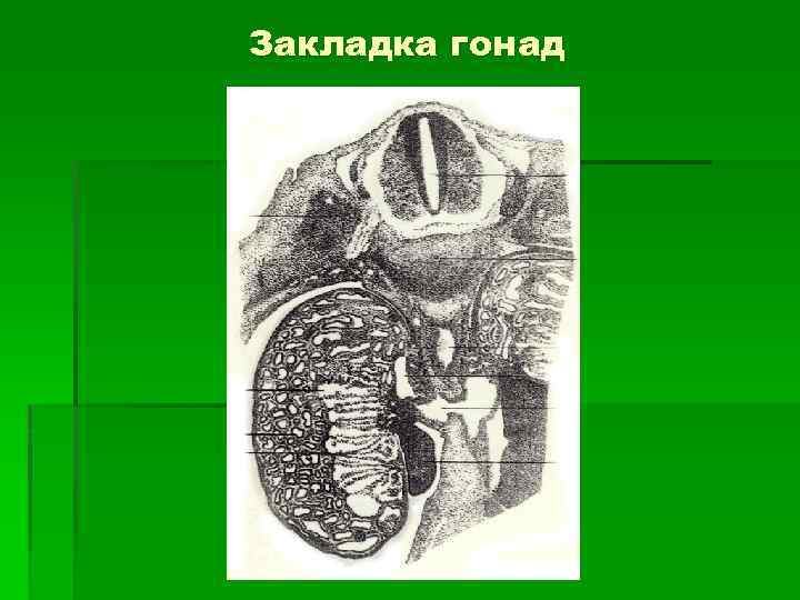 Гонады. Закладка гонад. Гонада это в биологии. Гонады это в зоологии. Область гонад.