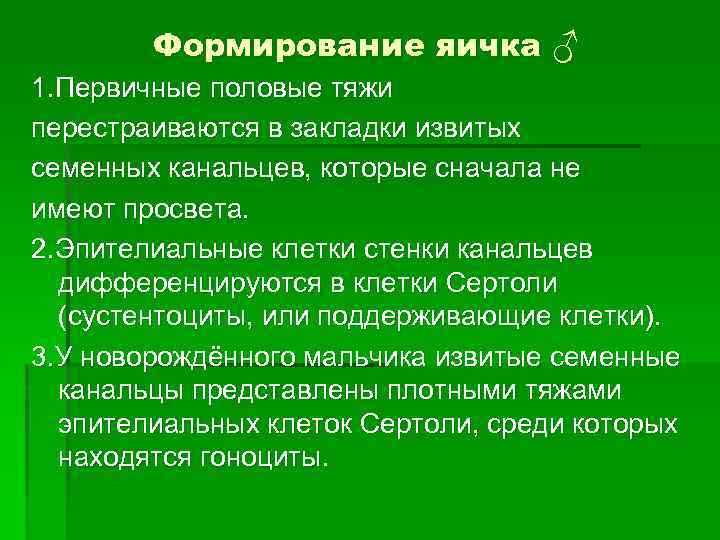 Первичный полом. Источник развития яичка. Источник развития семенников. Источник развития клеток Сертоли. Гоноциты образуются из.