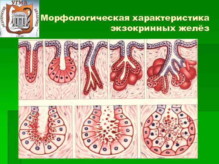 Типы желез. Экзокринные железы гистология. Железистый эпителий экзокринные железы. Типы секреции экзокринных желез. Строение экзокринной железы гистология.