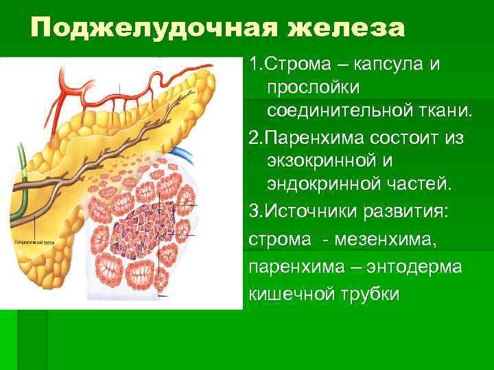 Фиброзные изменения поджелудочной. Соединительной ткани паренхима Строма. Капсула поджелудочной железы анатомия. Строма поджелудочной железы строение. Строение паренхимы поджелудочной железы.